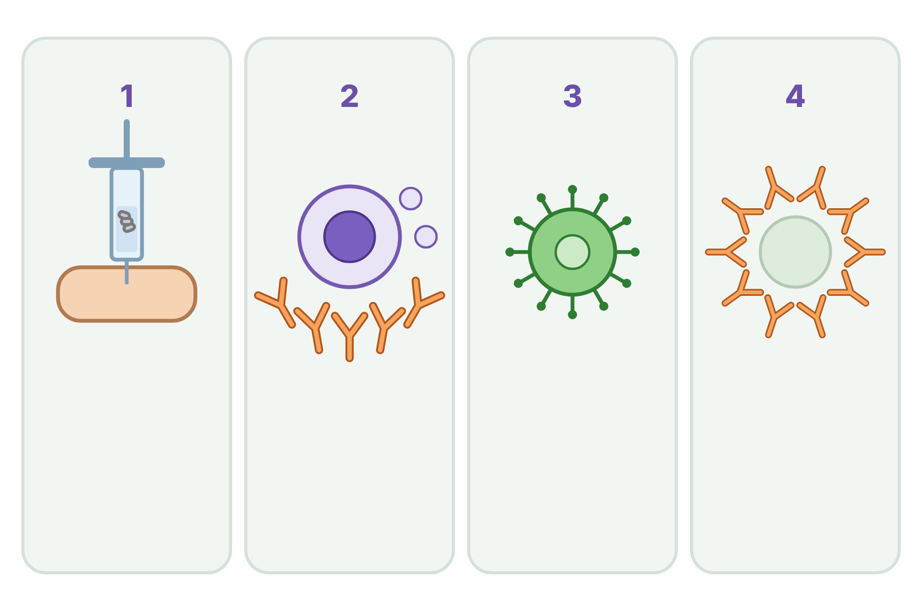 Four numbered panels showing vaccination with no labels.