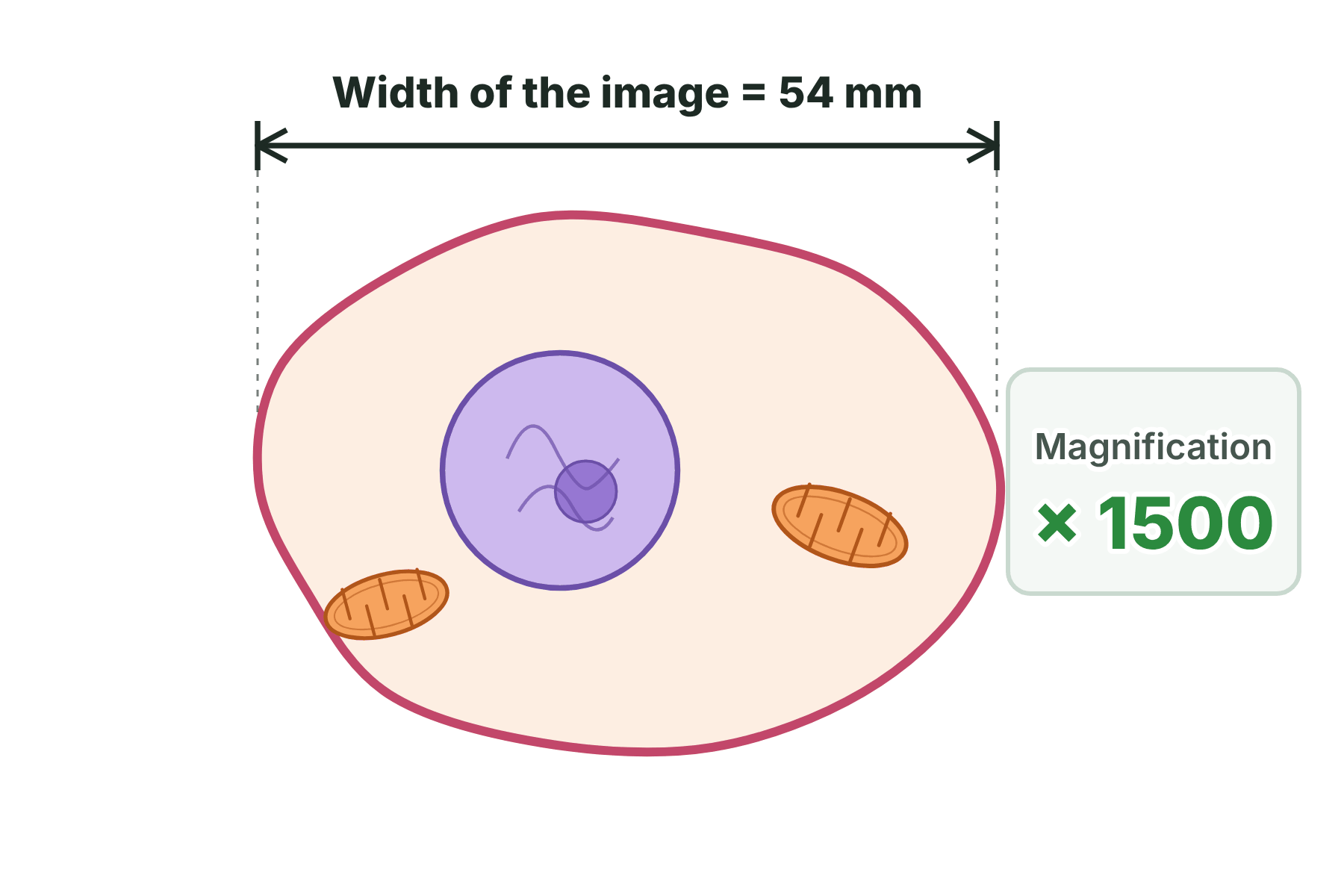 A drawing of a cell with its width marked as 54 mm and a magnification of times 1500.