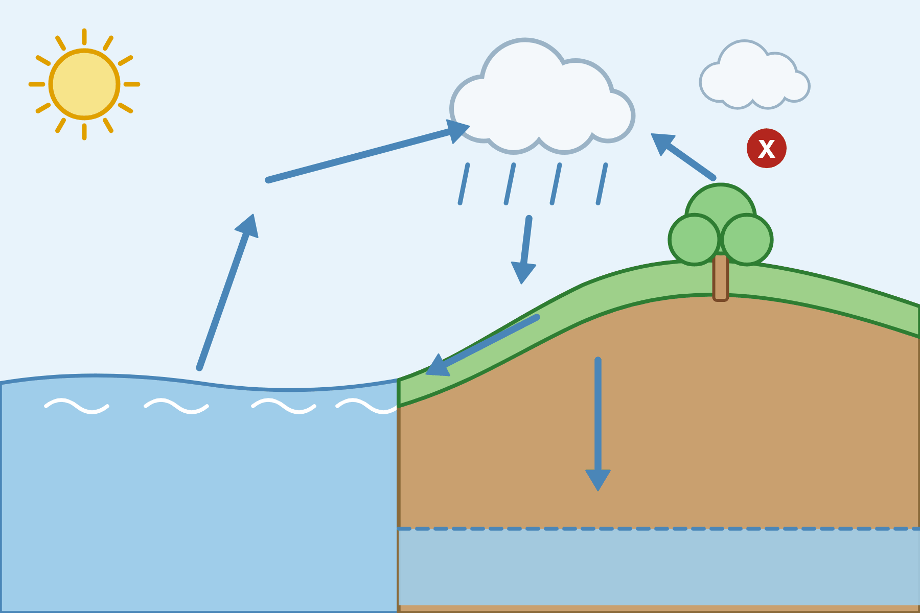 The water cycle with a pointer marked X on the arrow from the tree.