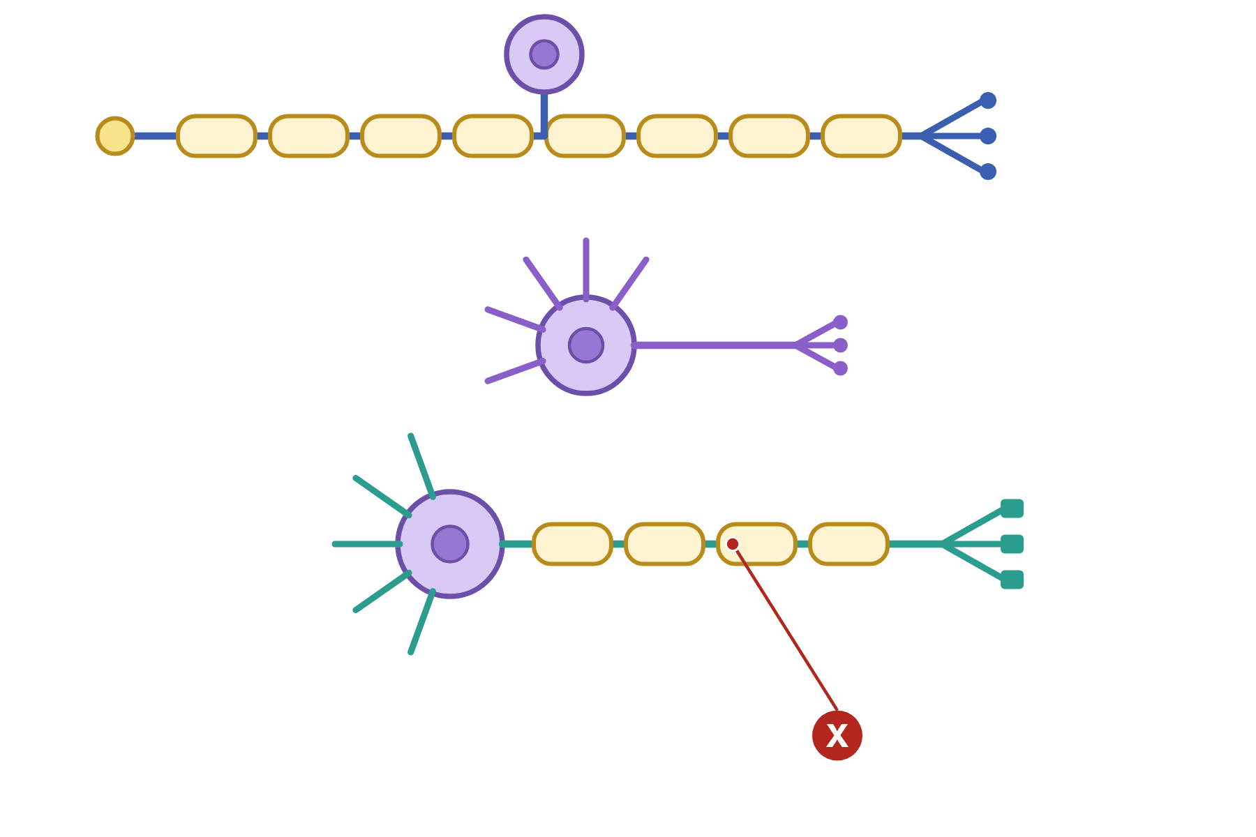 Three neurones with a pointer marked X to the myelin sheath.