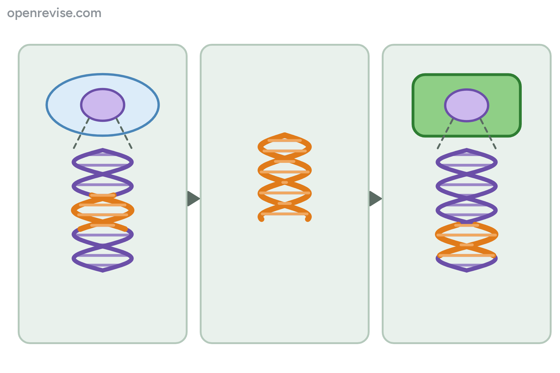 A donor cell with DNA, an orange gene on its own, and a recipient cell whose DNA contains the orange gene, with no labels.