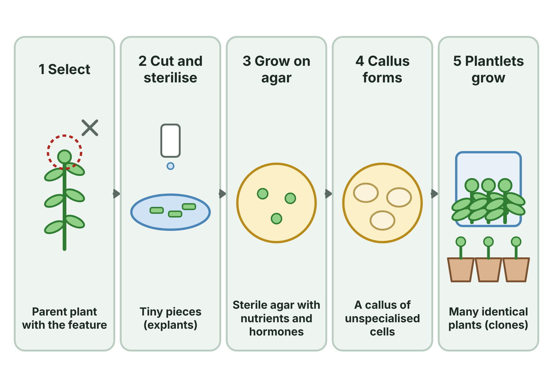 Stages of plant tissue culture from a parent plant to small pieces on agar, a callus and plantlets.