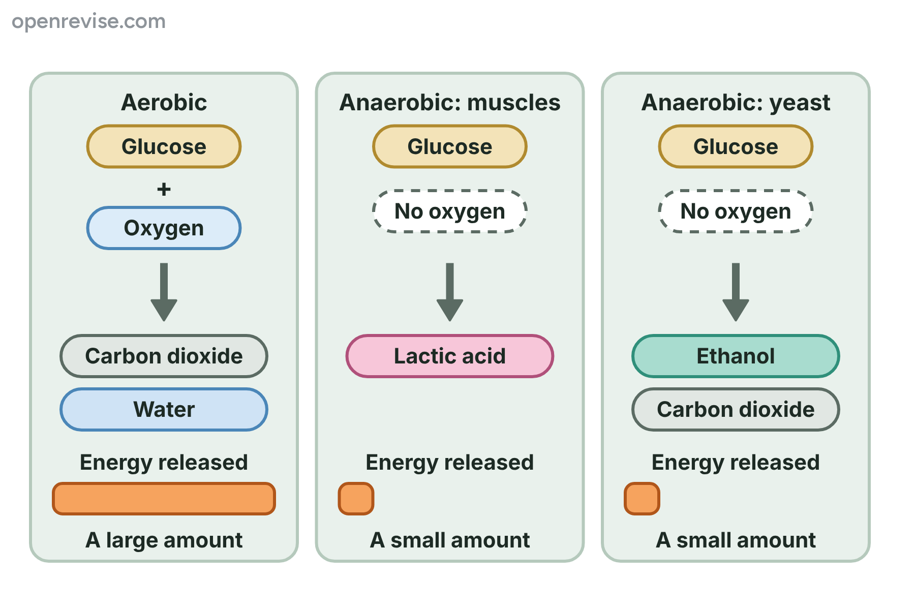 Three panels comparing the inputs, products and energy released for aerobic respiration, anaerobic respiration in muscles and anaerobic respiration in yeast.