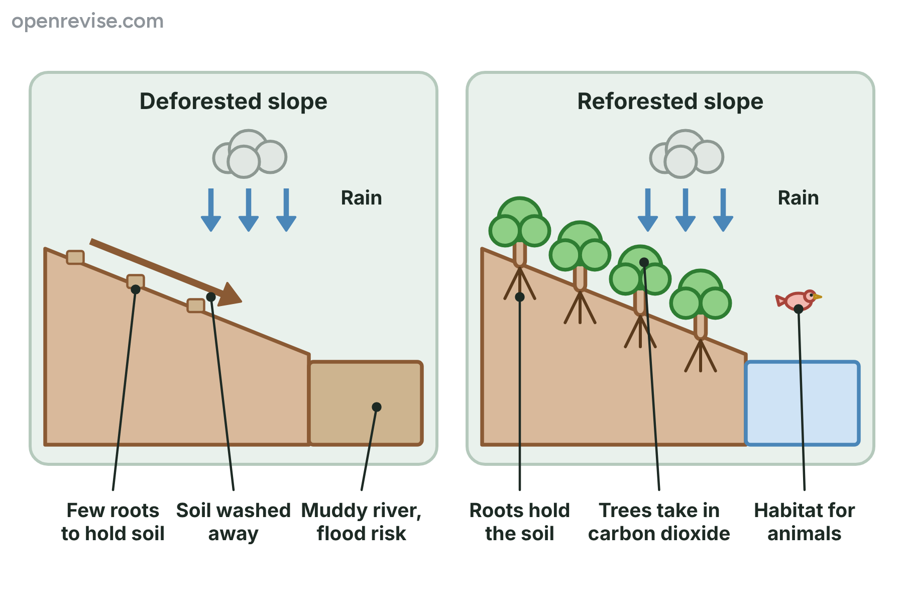 A bare hillside where rain washes the soil into a muddy river, beside a hillside with trees whose roots hold the soil.