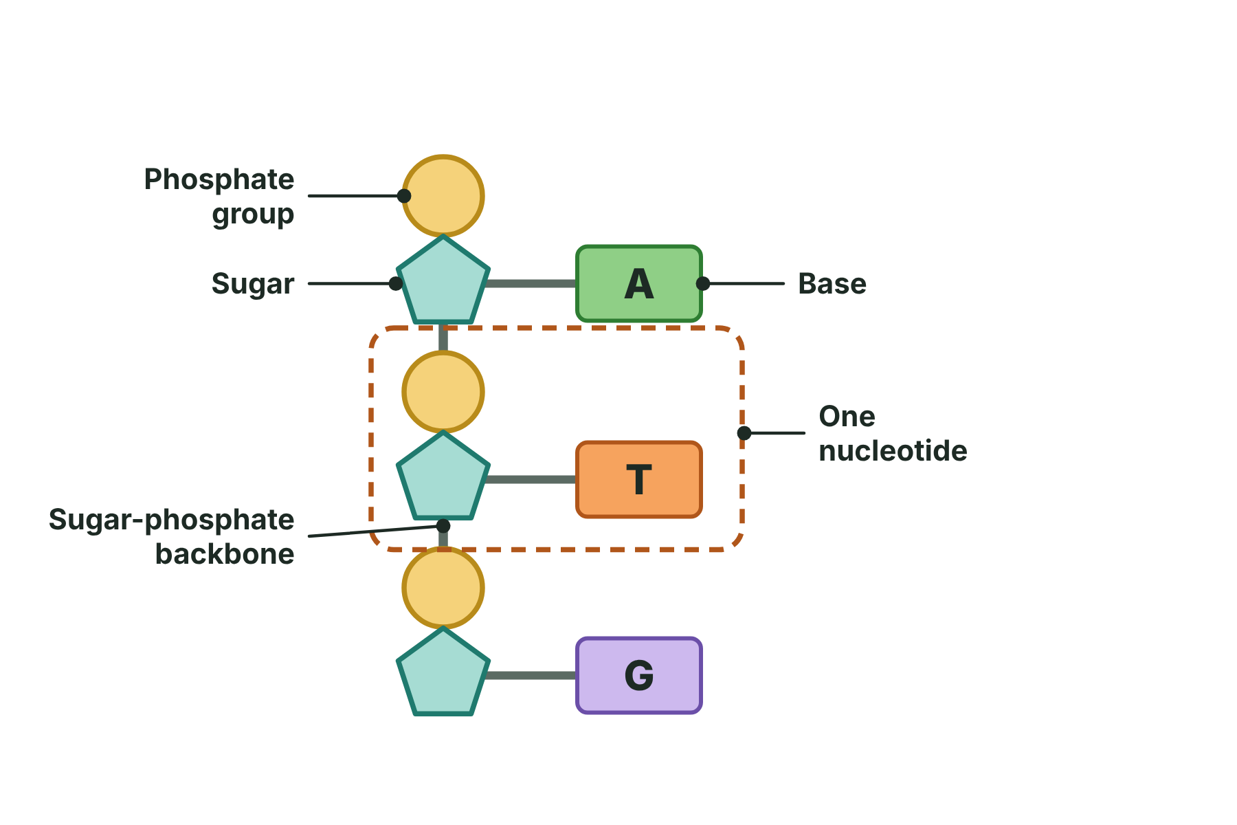 Three joined nucleotides, each made of a phosphate group, a sugar and a base.