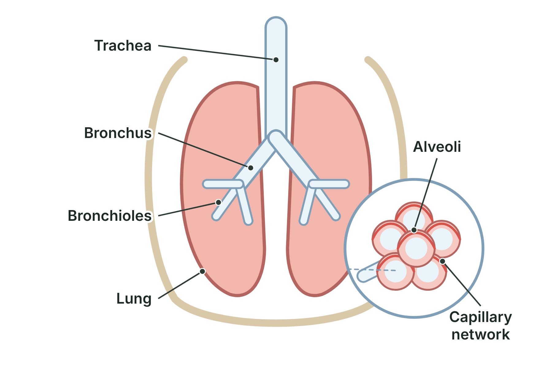 A labelled diagram of the lungs showing the trachea, bronchi, bronchioles, alveoli and the capillary network around the alveoli.