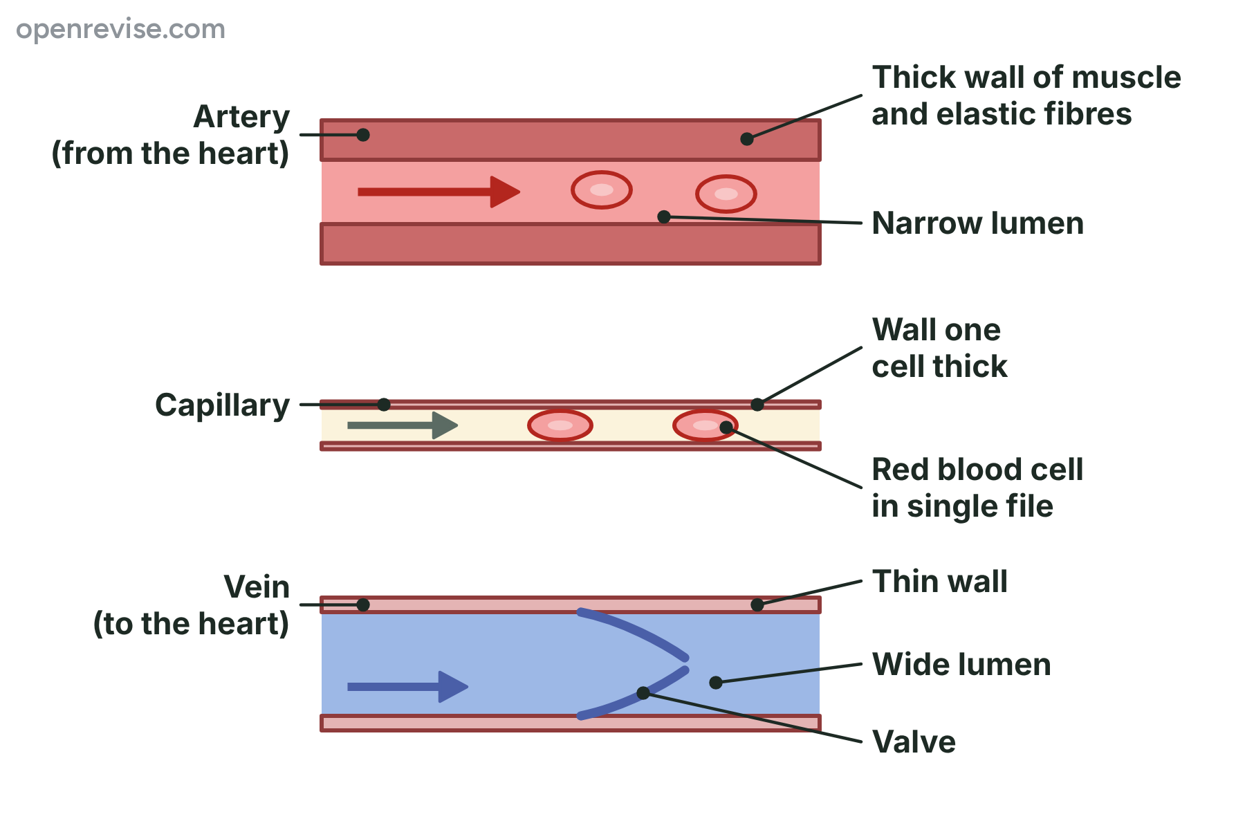 An artery with a thick muscular wall and narrow lumen, a capillary with a wall one cell thick, and a vein with a thin wall, a wide lumen and a valve.