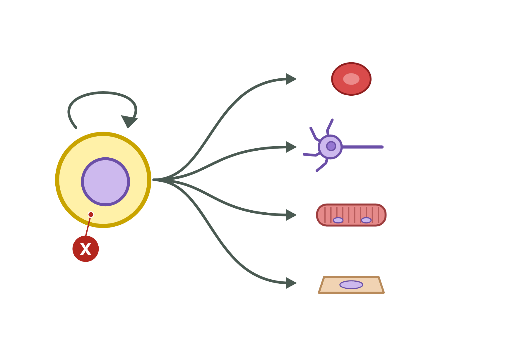 A stem cell with arrows to four specialised cells, and a marker X on the stem cell.