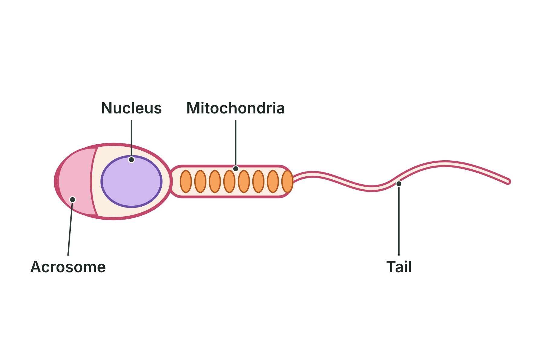 A sperm cell with the acrosome, nucleus, mitochondria in the middle section, and a long tail labelled.