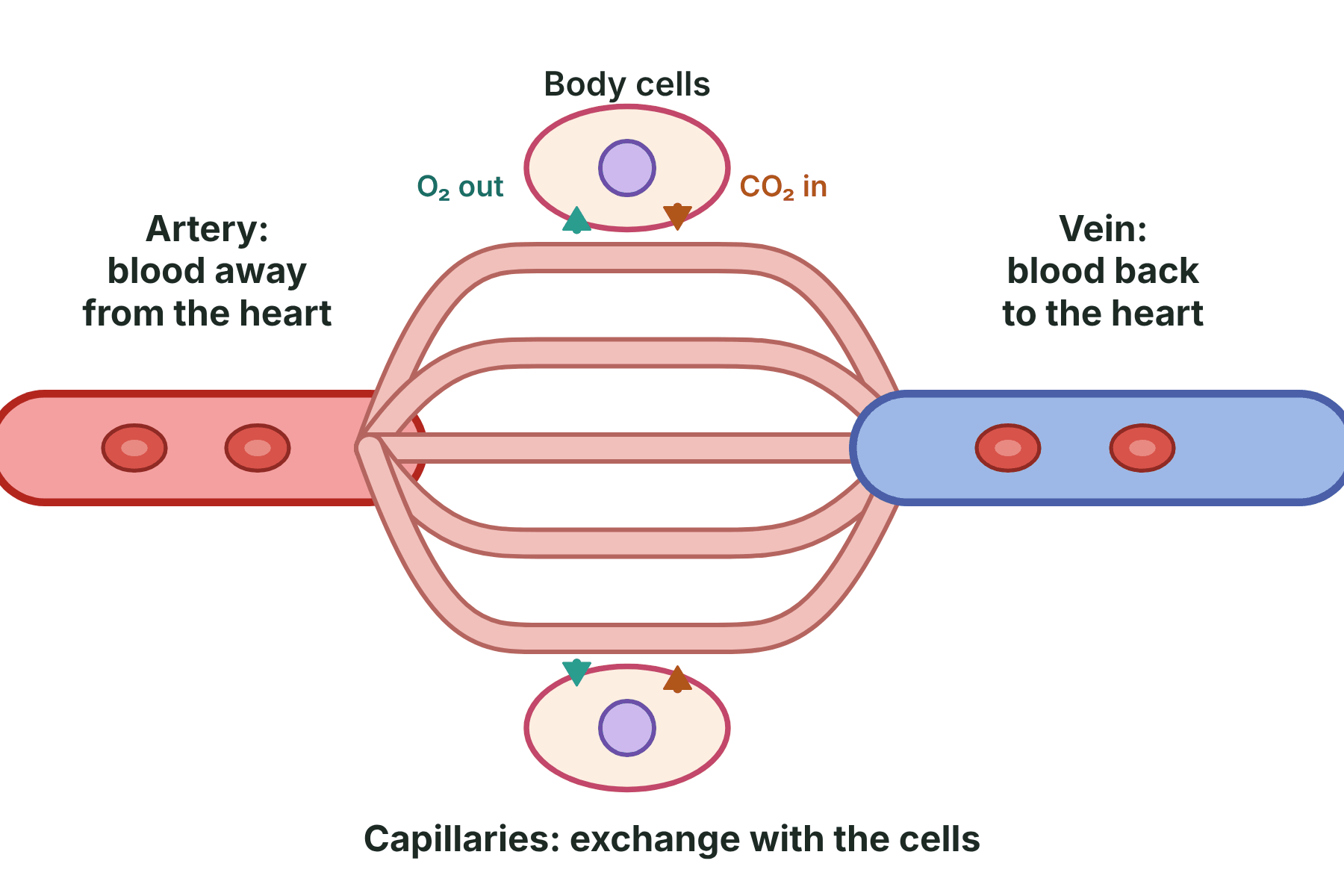 Blood flowing from an artery through a network of capillaries into a vein, with oxygen leaving the capillaries and carbon dioxide entering them.