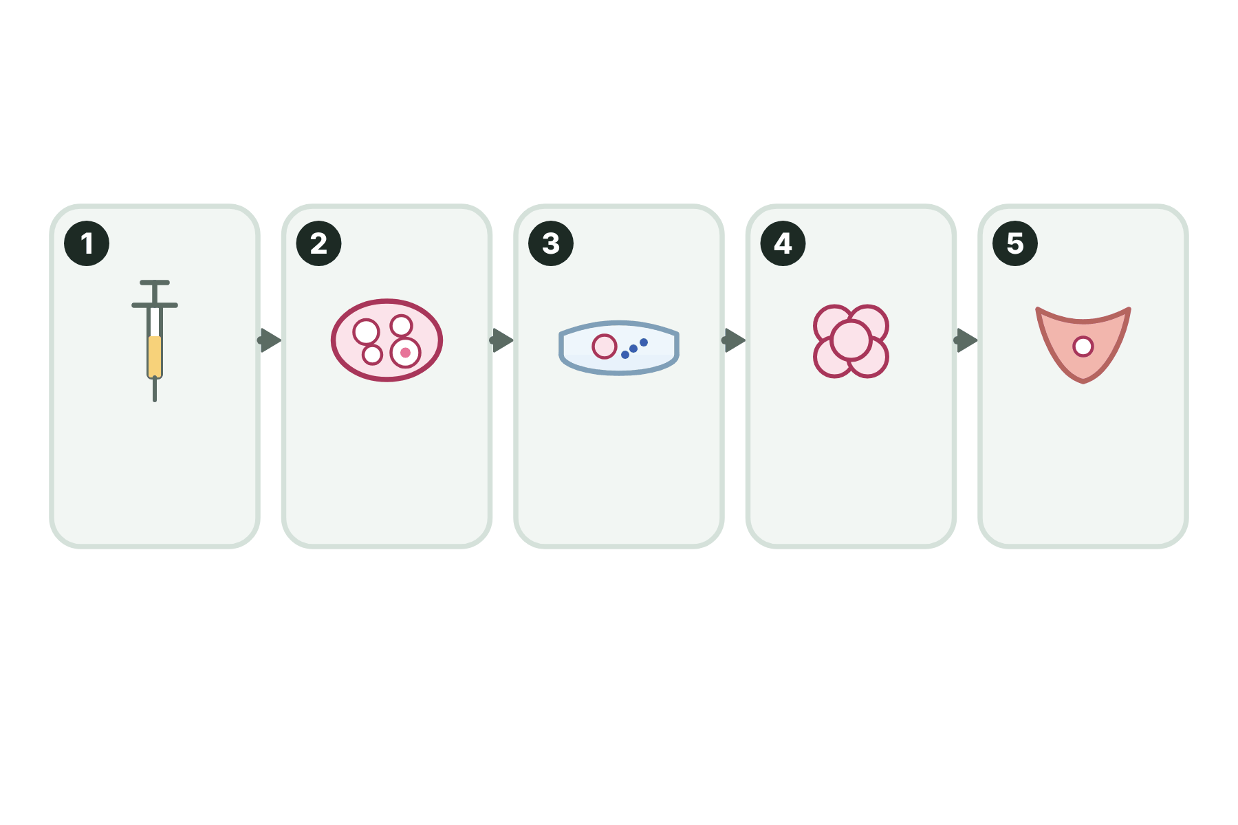 Five stages of IVF with no labels.
