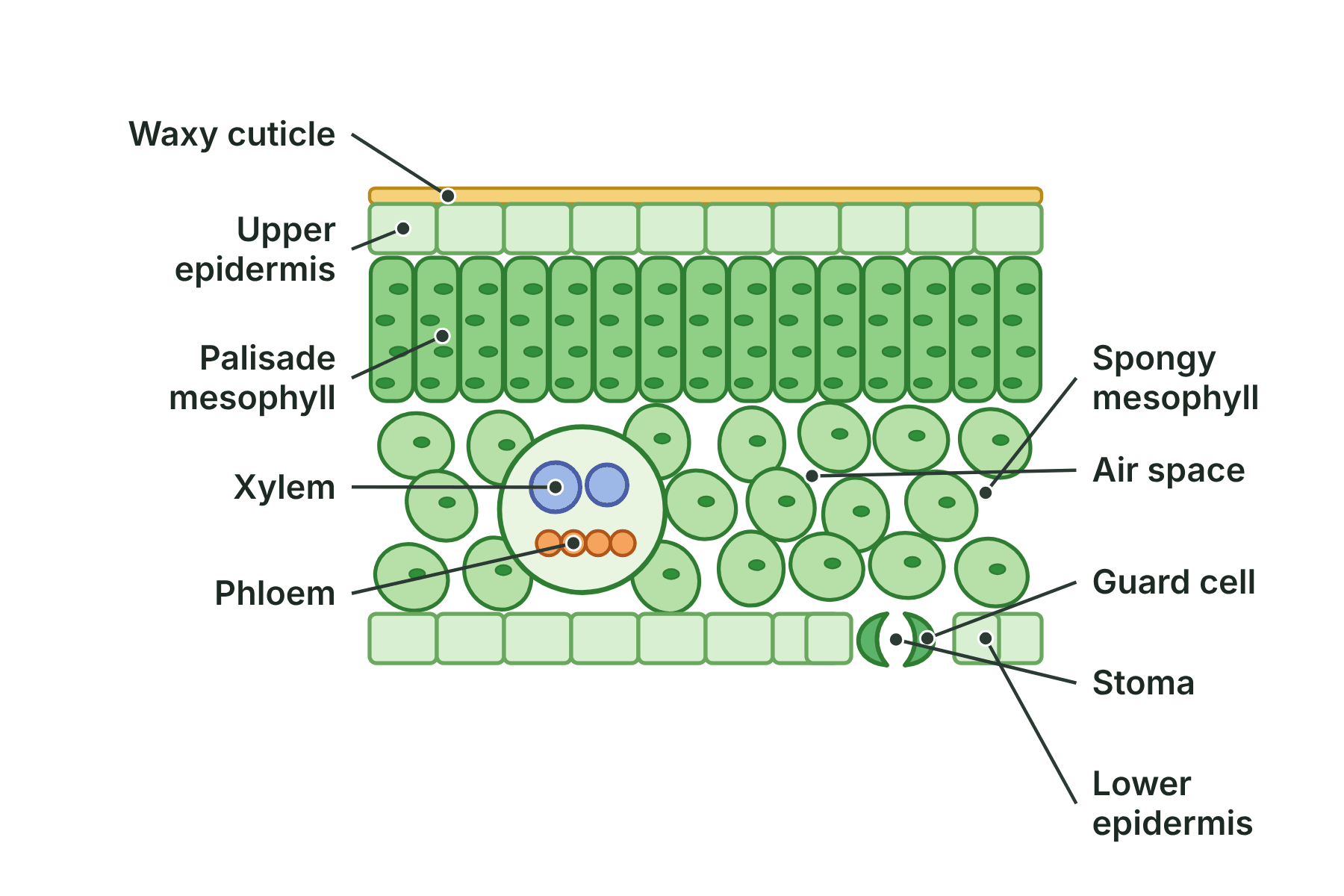 A labelled cross-section of a leaf showing the epidermis, palisade mesophyll, spongy mesophyll, xylem, phloem, a stoma and guard cells.