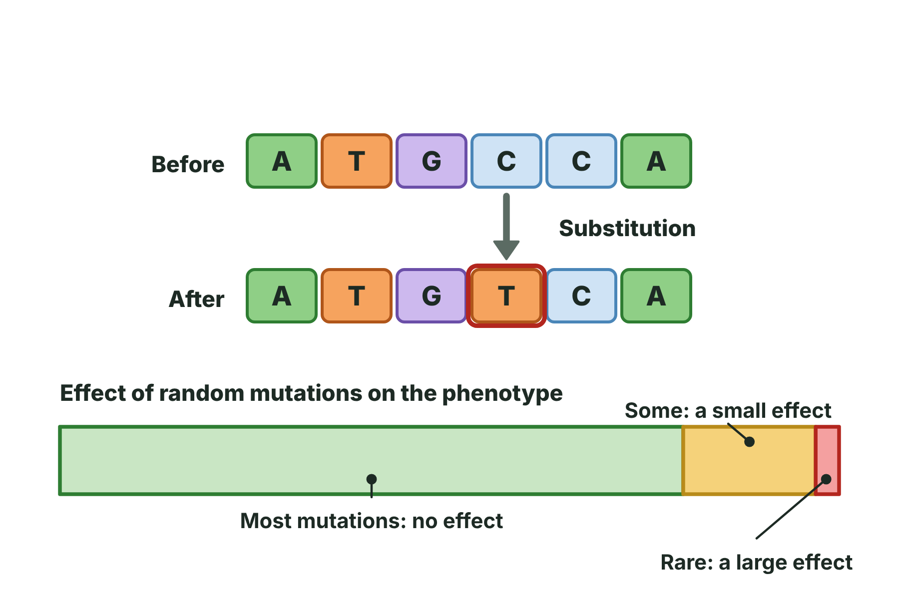 A DNA sequence with one base changed, and a bar showing that most mutations have no effect, some have a small effect and a few have a large effect.