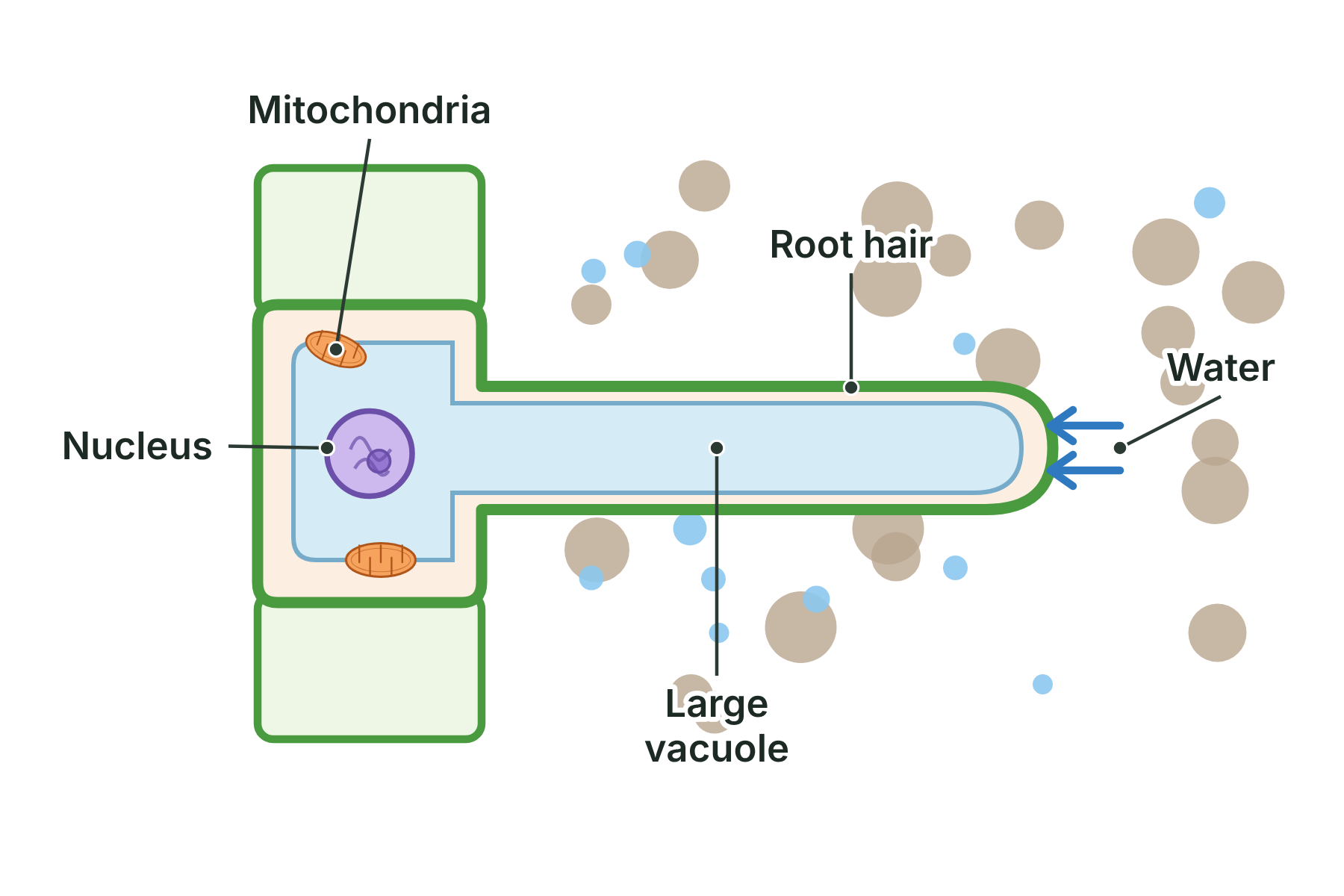 A root hair cell with a long thin projection into the soil, a large vacuole, a nucleus and mitochondria labelled, and arrows showing water entering.