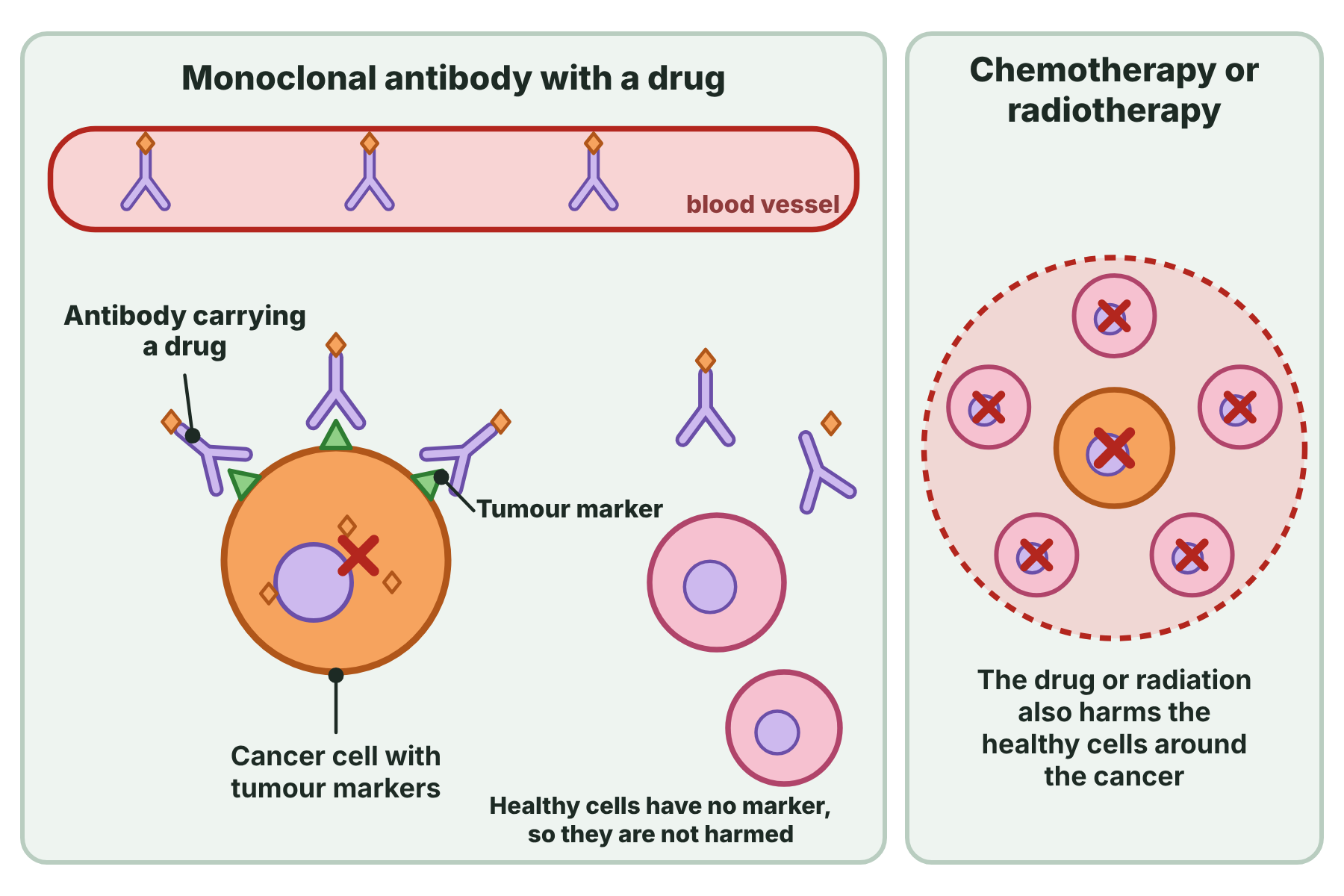 A monoclonal antibody carrying a drug binds only to the tumour marker on a cancer cell and kills it, while chemotherapy and radiotherapy also damage healthy cells.