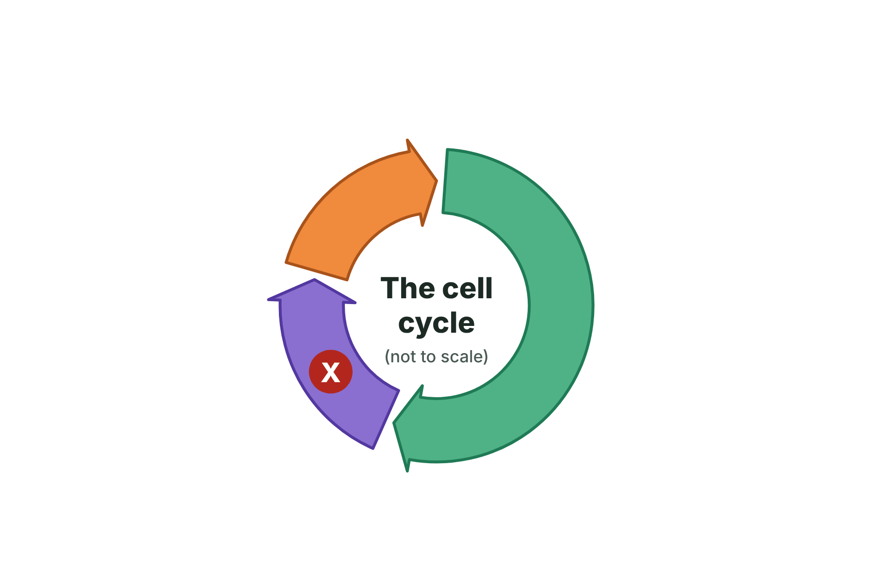The cell cycle ring with a marker X on the second stage.