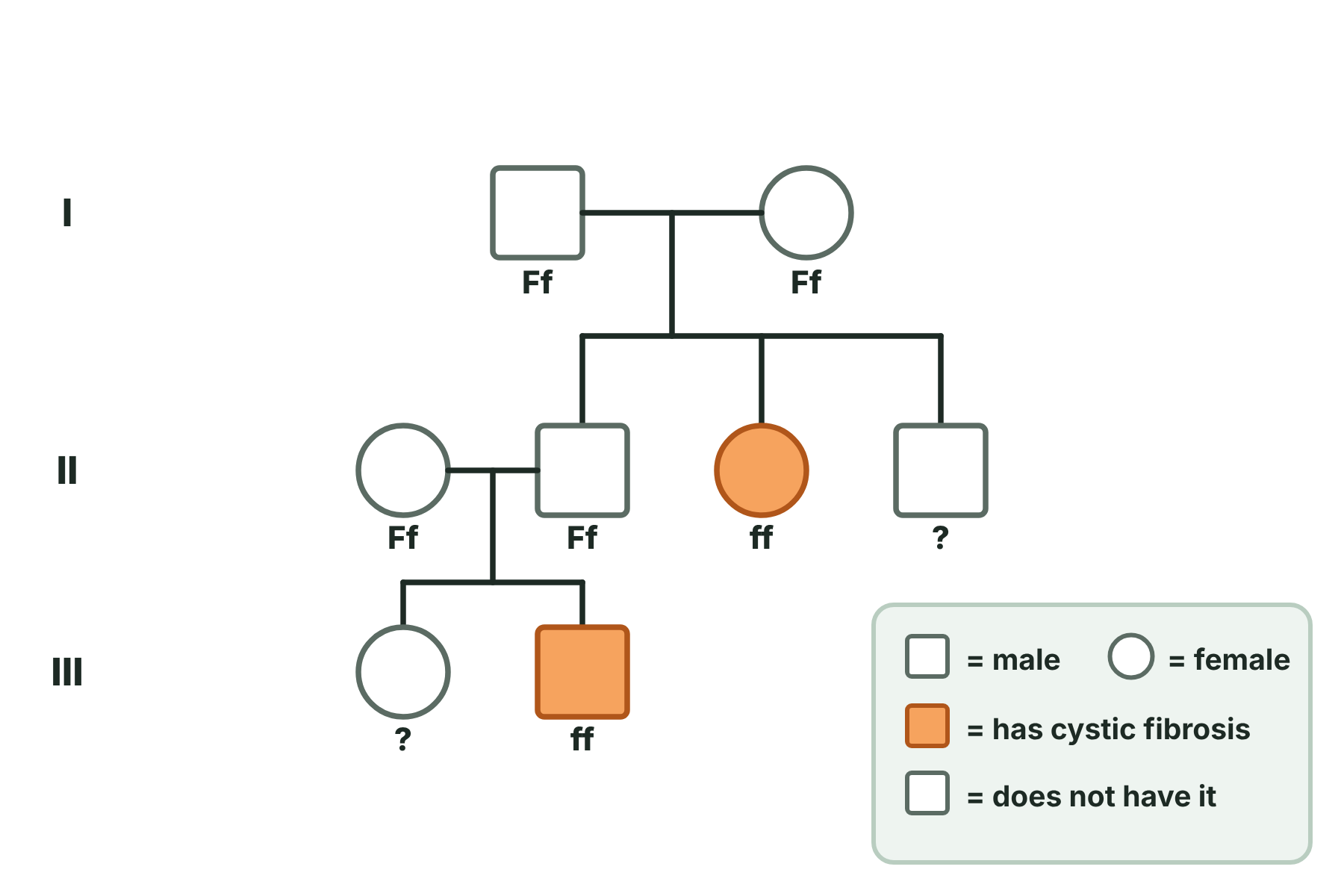 A family tree of three generations where two unaffected parents have a daughter with cystic fibrosis, and one of their sons has an affected child.
