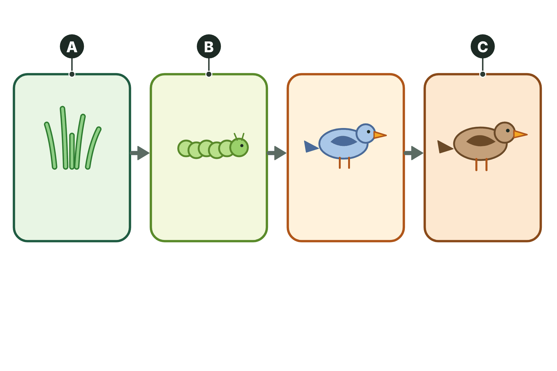 A food chain with three boxes marked A, B and C.