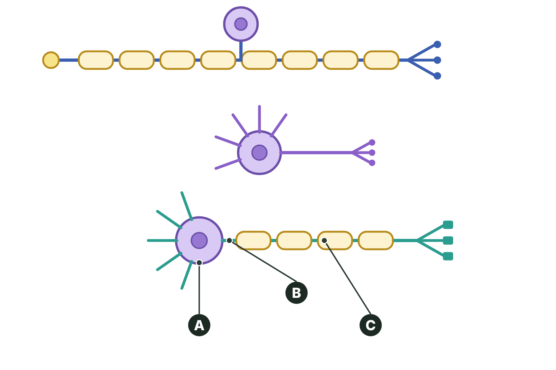 A motor neurone with three parts marked A, B and C.