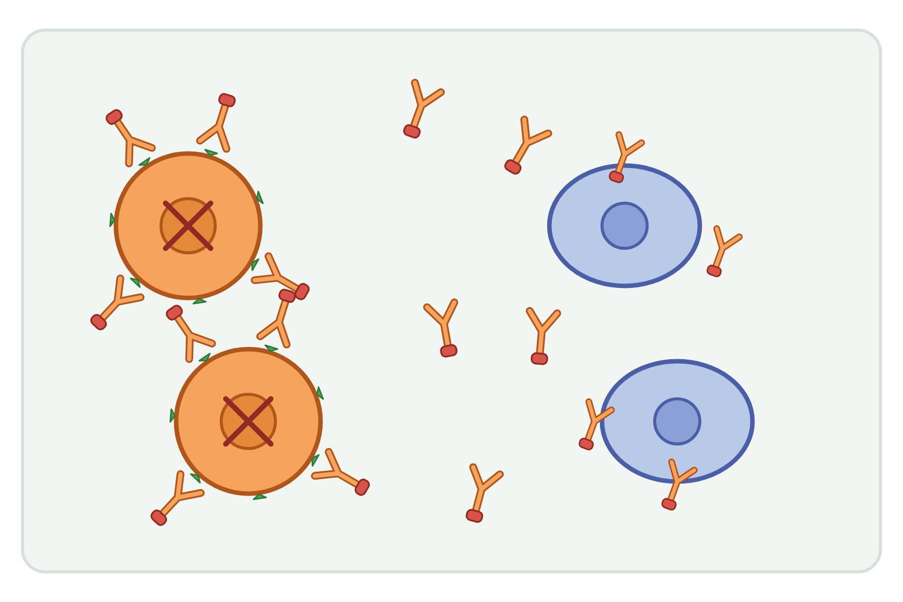 Cancer cells, normal cells and antibodies with no labels.