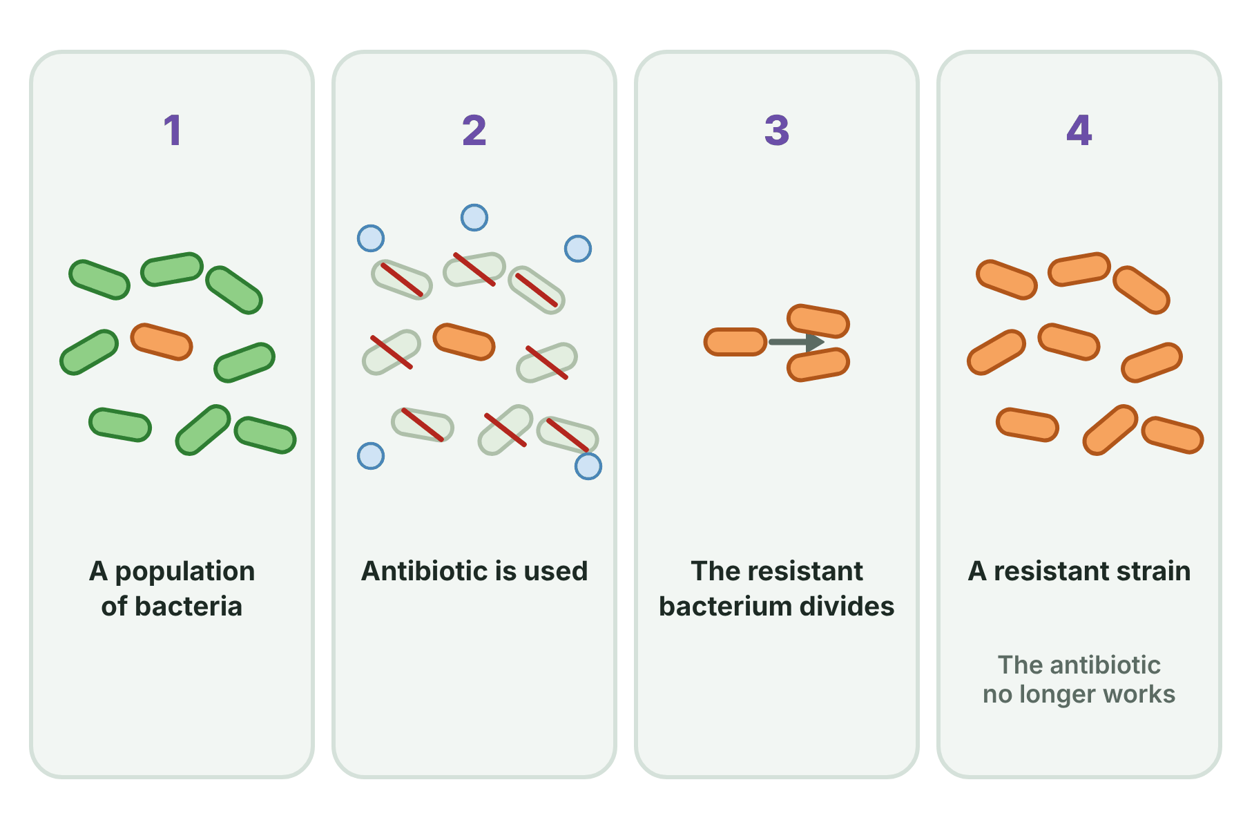 Four steps showing one resistant bacterium surviving an antibiotic, reproducing and forming a population of resistant bacteria.