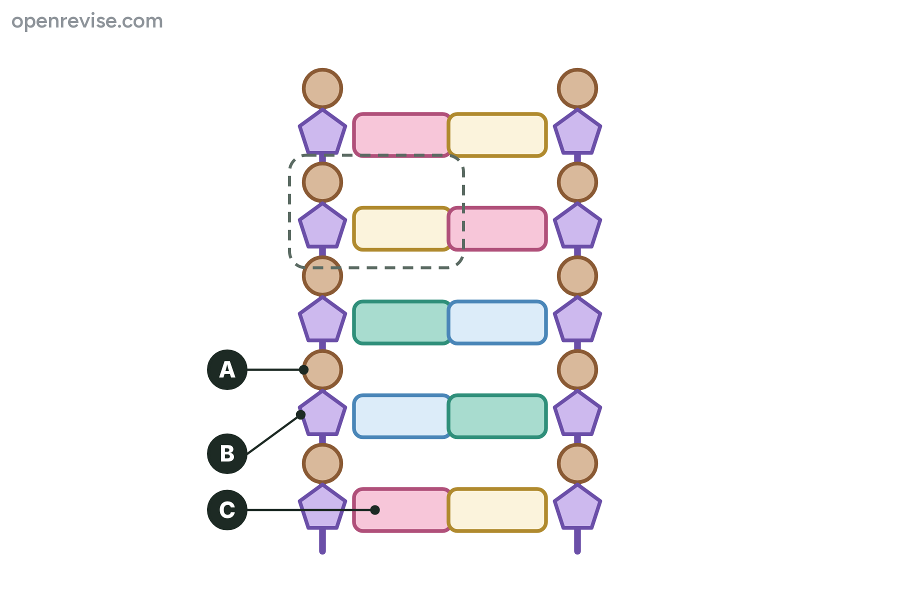 A DNA ladder with three parts marked A, B and C.