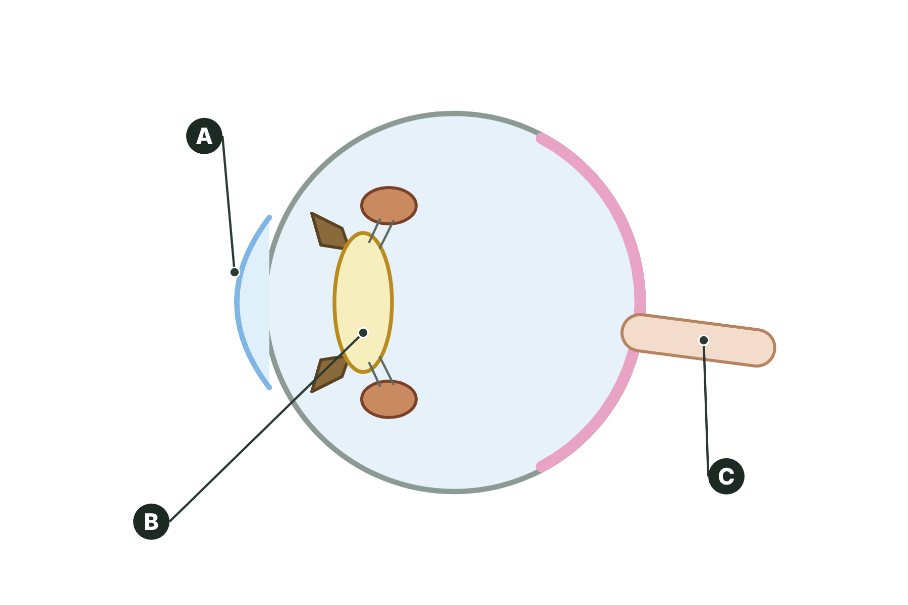 The eye in cross-section with three parts marked A, B and C.