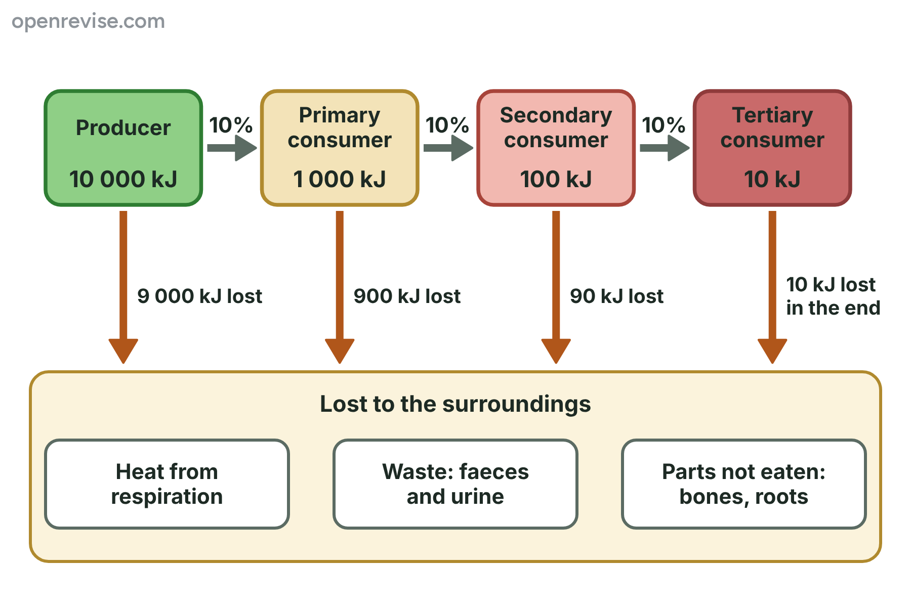 A food chain of four trophic levels in which only about 10% of the energy passes on at each step, with the rest lost to the surroundings.