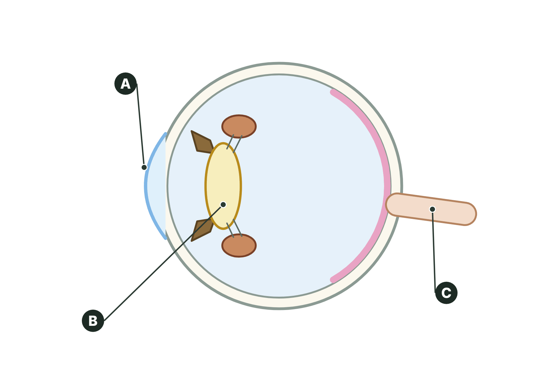 The eye in cross-section with three parts marked A, B and C.