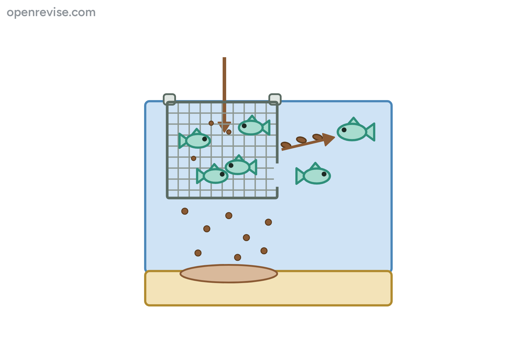 A fish farm cage in the sea, with feed, waste, an escaping fish and parasites, with no labels.