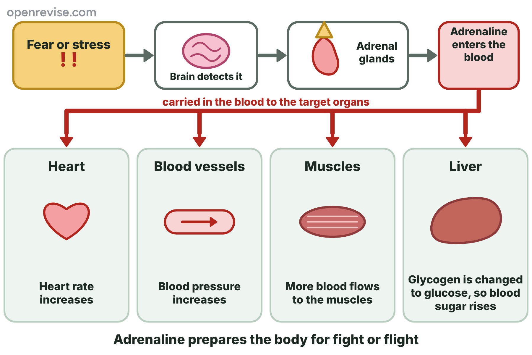 Fear leads the brain to signal the adrenal glands, which release adrenaline into the blood, so that the heart rate and blood pressure increase, more blood flows to the muscles and the liver makes more glucose.