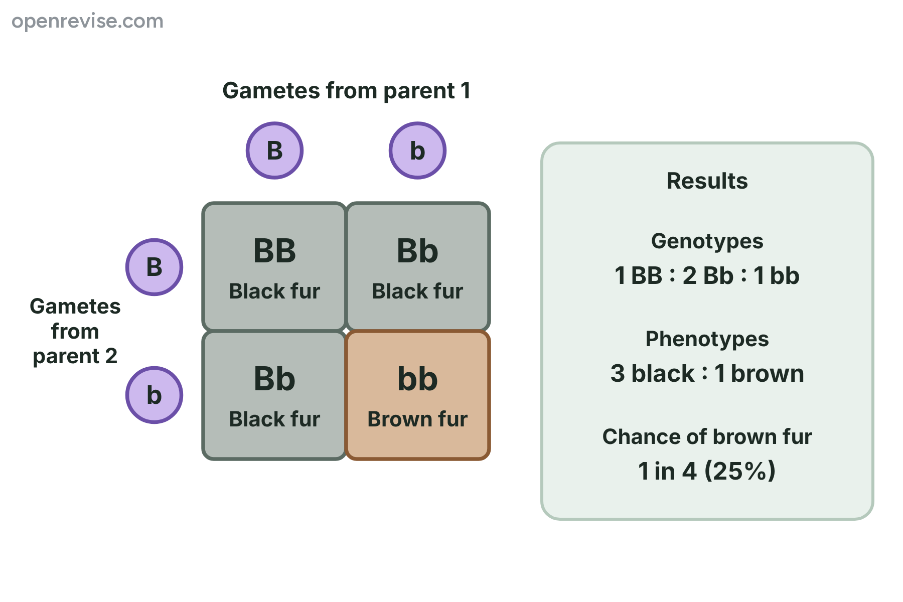 A Punnett square for a cross between two Bb mice, giving three black offspring for every one brown offspring.