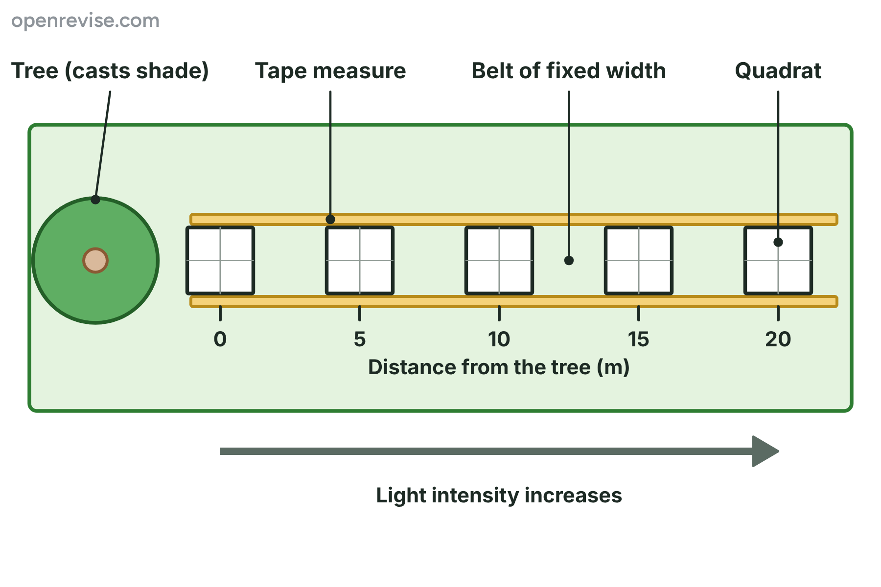 A tree on the left, and a belt of quadrats placed every 5 m along two tape measures that run away from it into the open.