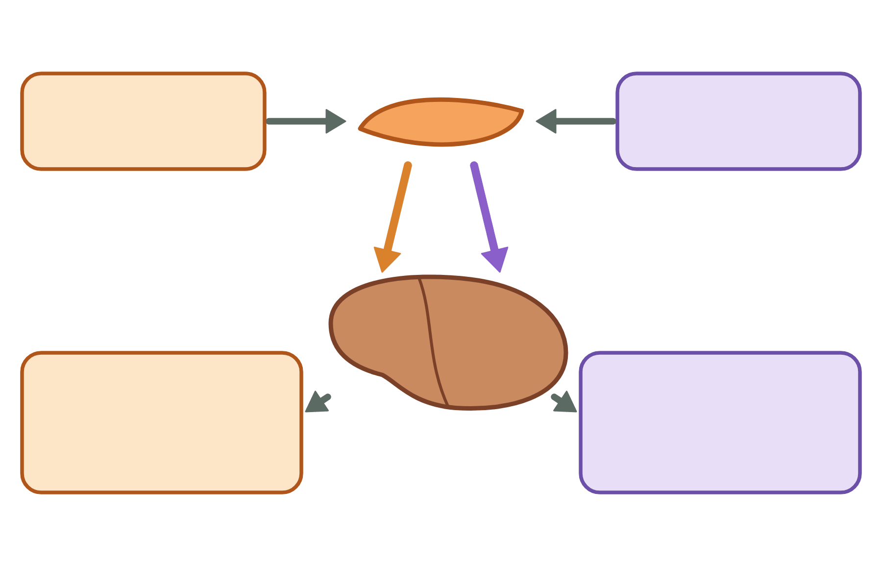 The blood glucose diagram with no labels.