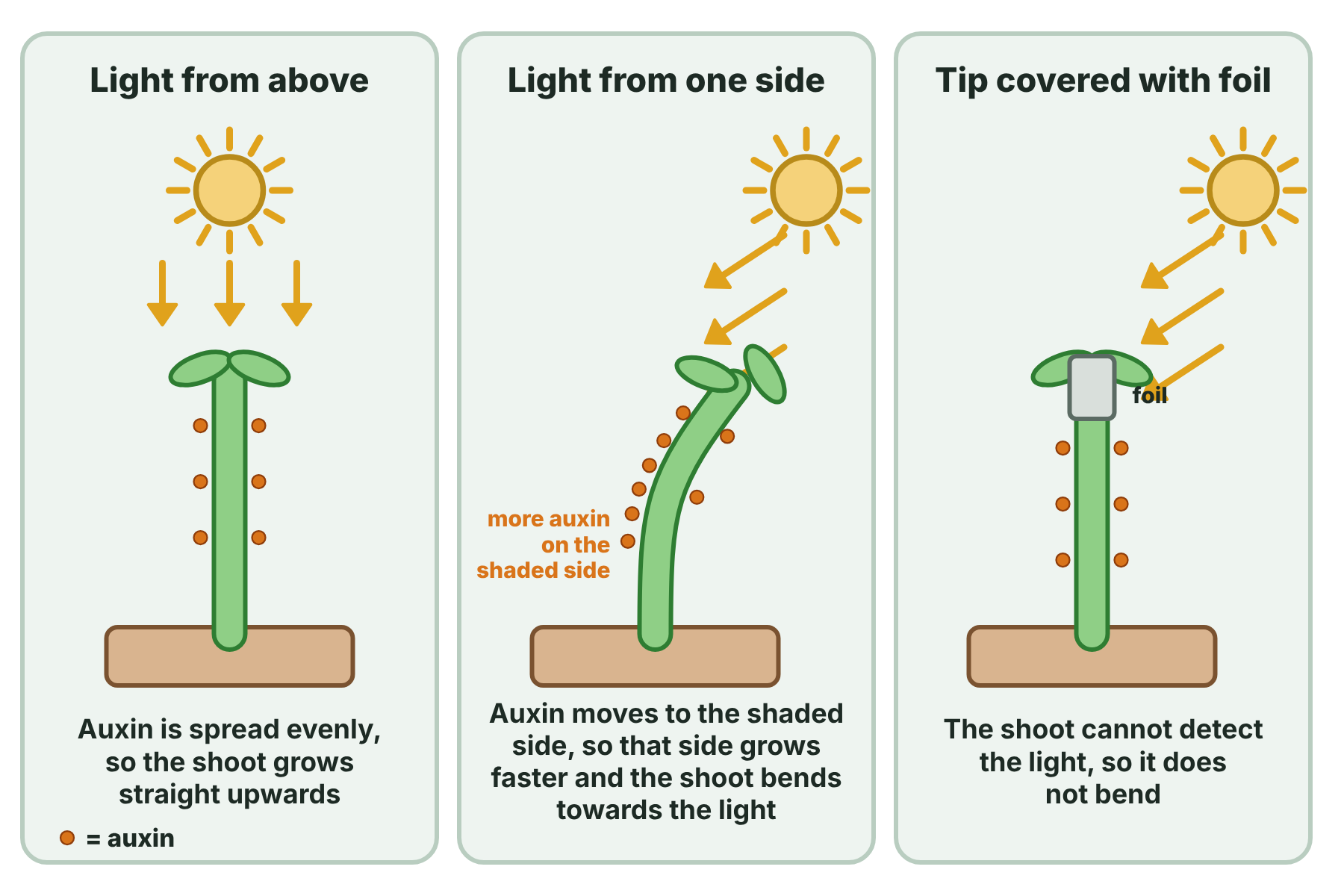 Shoots in light from above, light from one side and with the tip covered, showing auxin moving to the shaded side so that the shoot bends towards the light.
