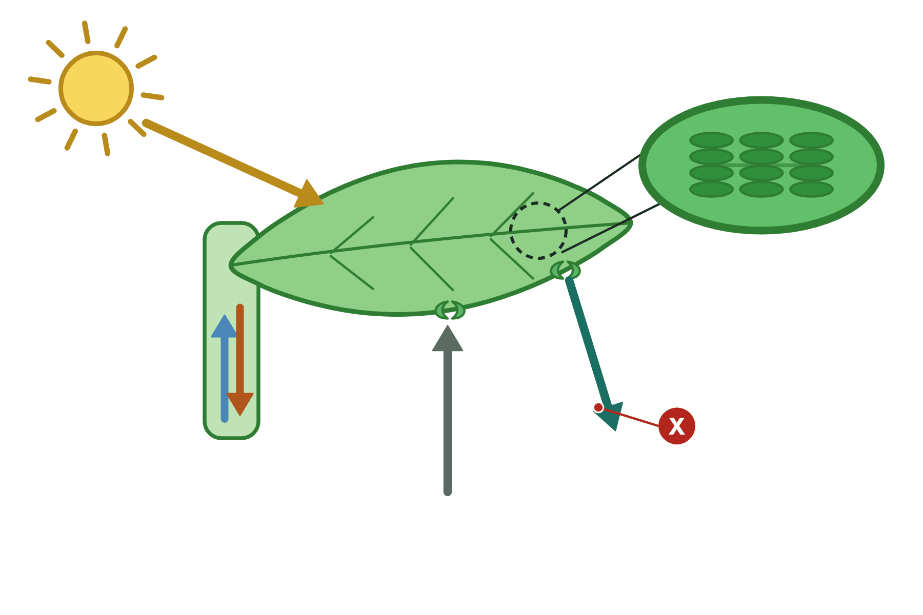 A leaf diagram with a pointer marked X to the oxygen arrow.