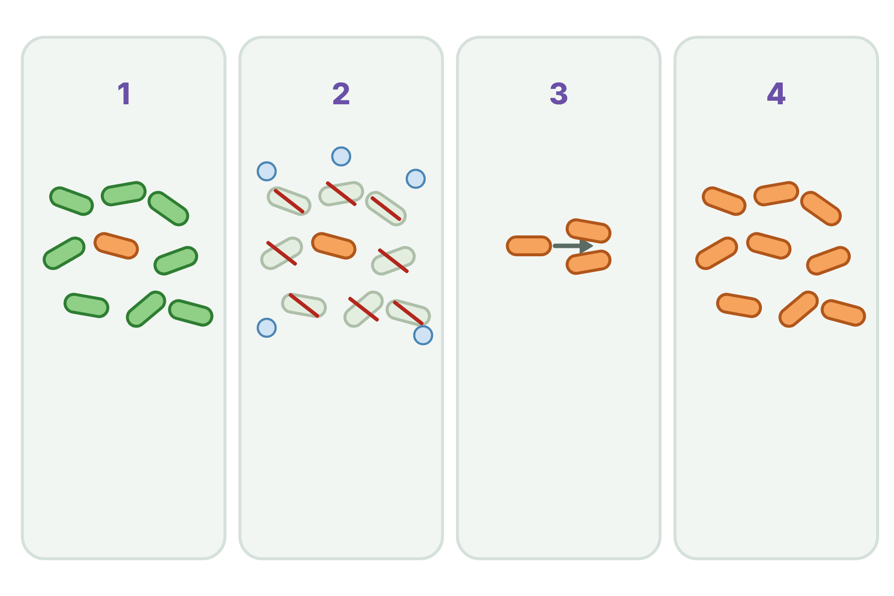 Four numbered panels about antibiotic resistance with no labels.