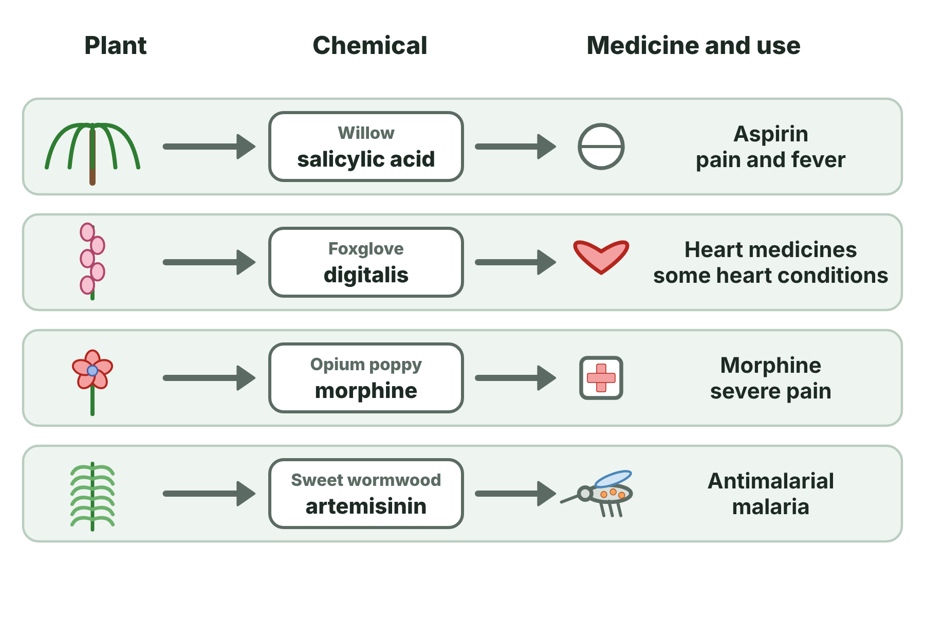 Four plants with the chemicals they make and the medicines they led to: willow and aspirin, foxglove and digitalis, poppy and morphine, and sweet wormwood and artemisinin.