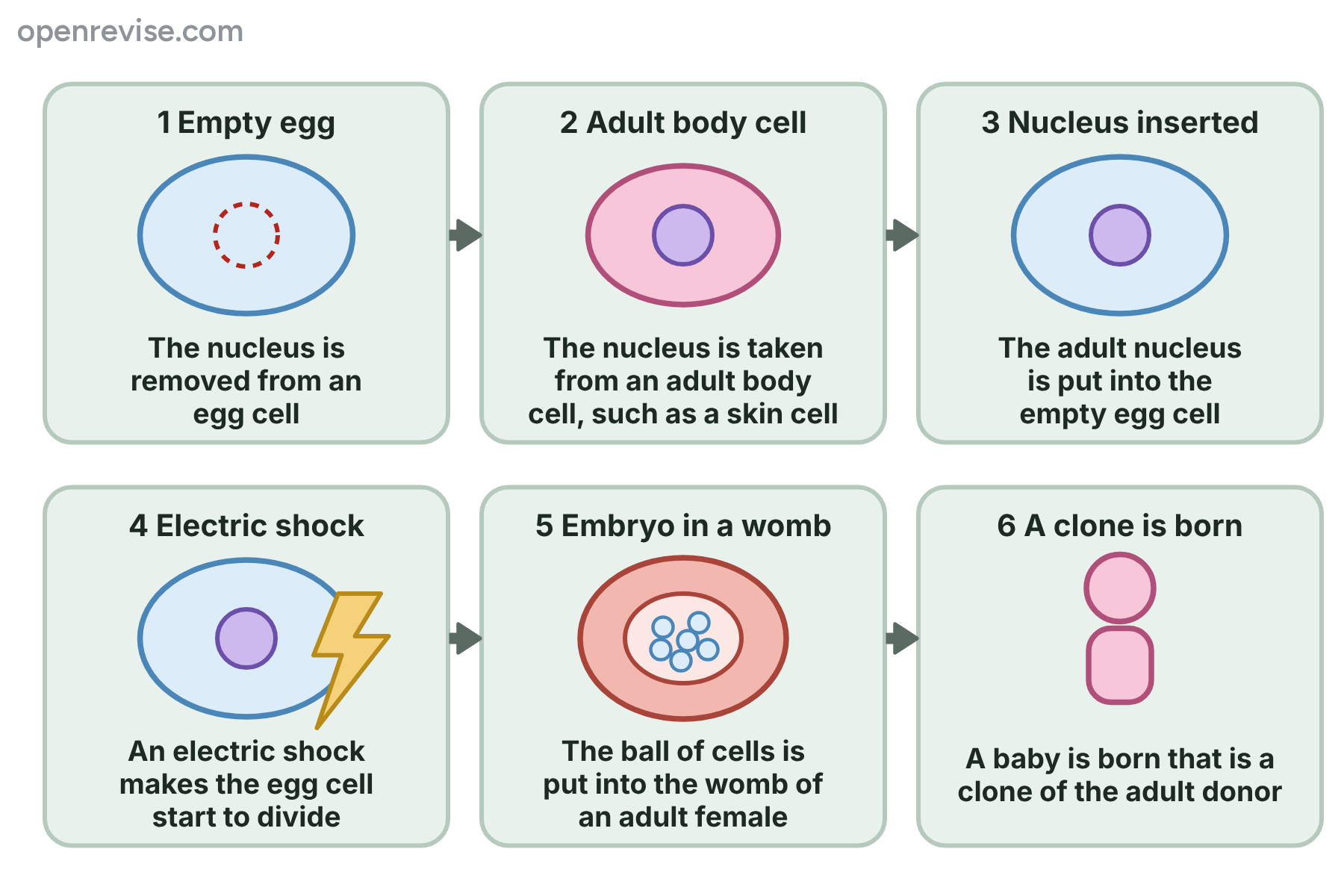 Six steps of adult cell cloning, from removing an egg's nucleus to the birth of a clone of the adult donor.