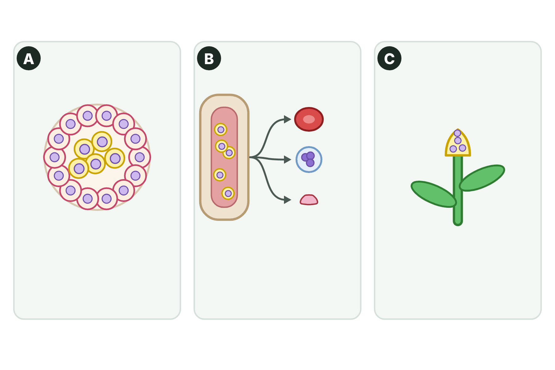 Three panels showing an embryo, bone marrow and a plant growing tip, marked A, B and C.