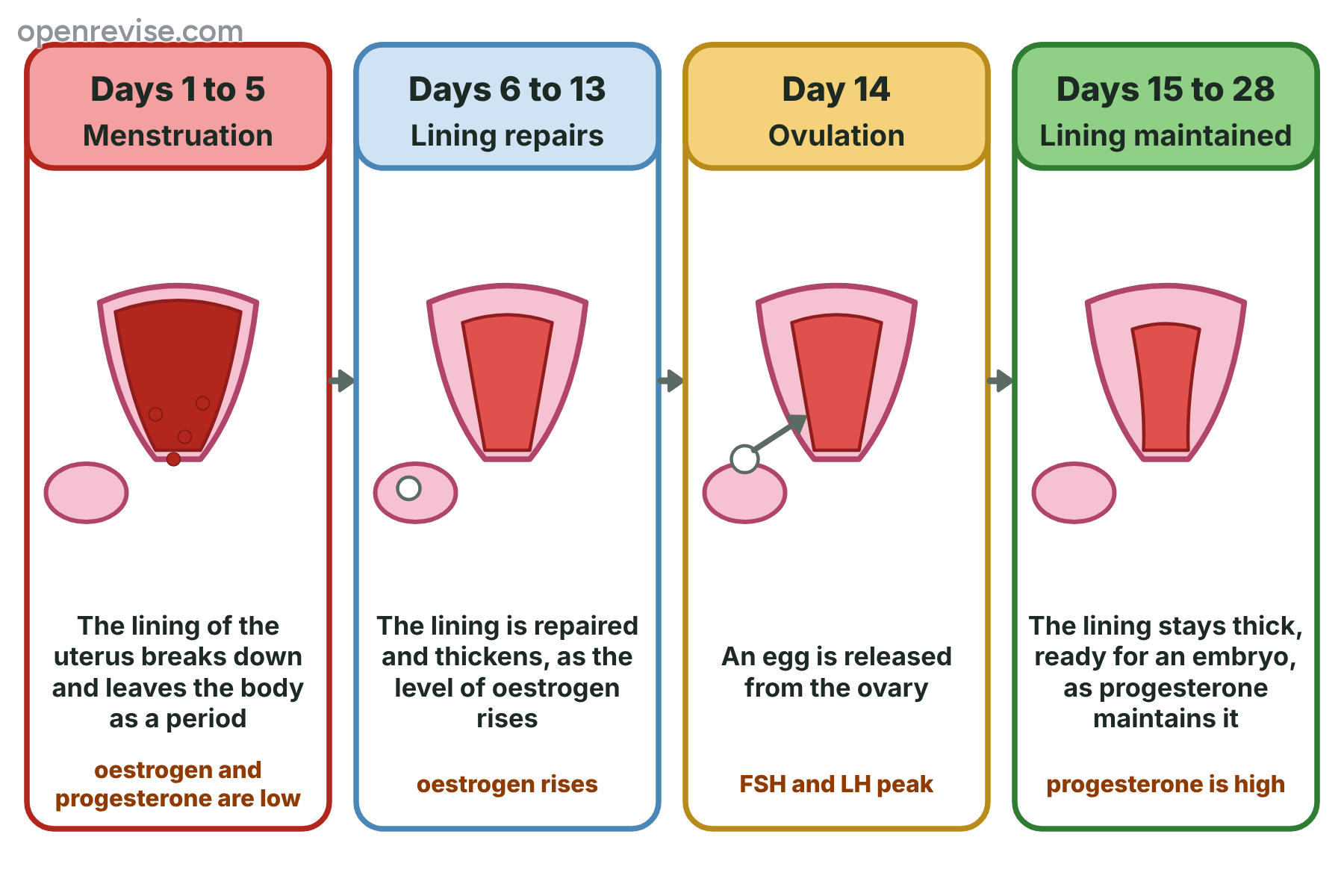 Four stages of the menstrual cycle: menstruation on days 1 to 5, repair of the uterus lining on days 6 to 13, ovulation on day 14, and maintenance of the lining on days 15 to 28.