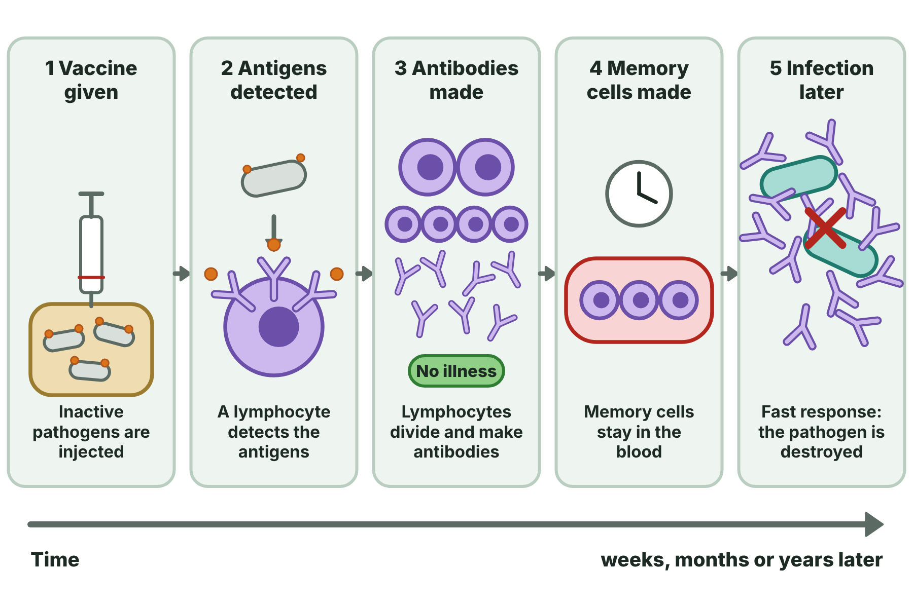 A vaccine with inactive pathogens leads to antibody and memory lymphocyte production, and then a fast response to a real infection.
