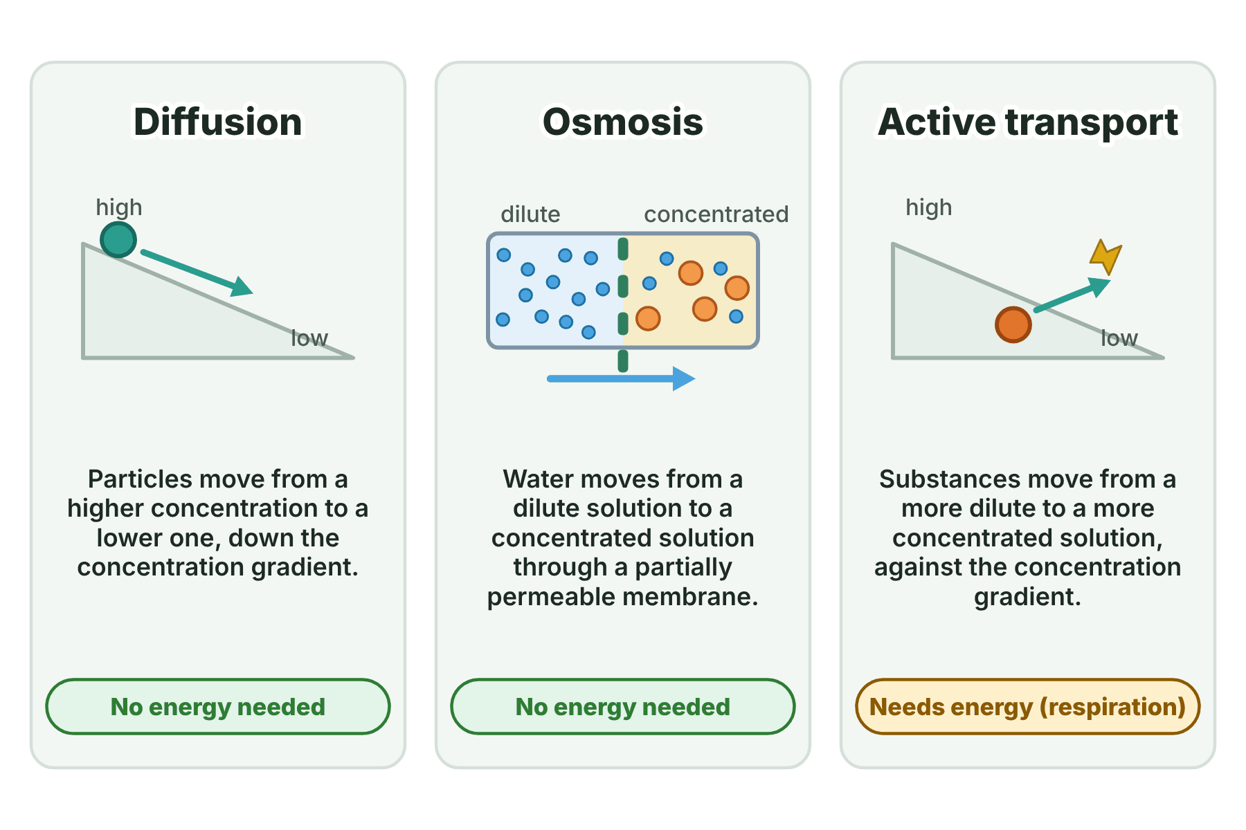 A ball rolling downhill for diffusion, water crossing a membrane for osmosis and a ball being pushed uphill for active transport, with whether each needs energy.