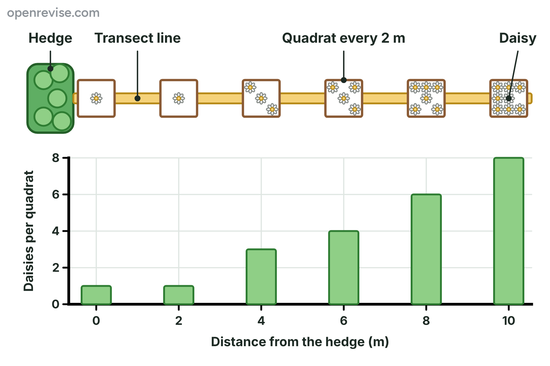 A transect of six quadrats going away from a hedge with the number of daisies in each one drawn as a bar chart.