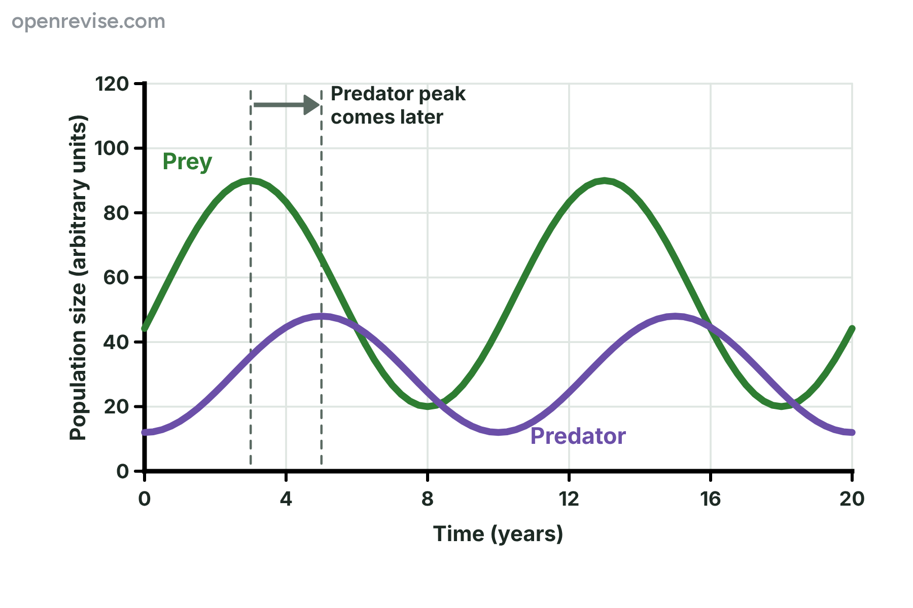A graph of two repeating waves in which the predator population peaks two years after the prey population each time.