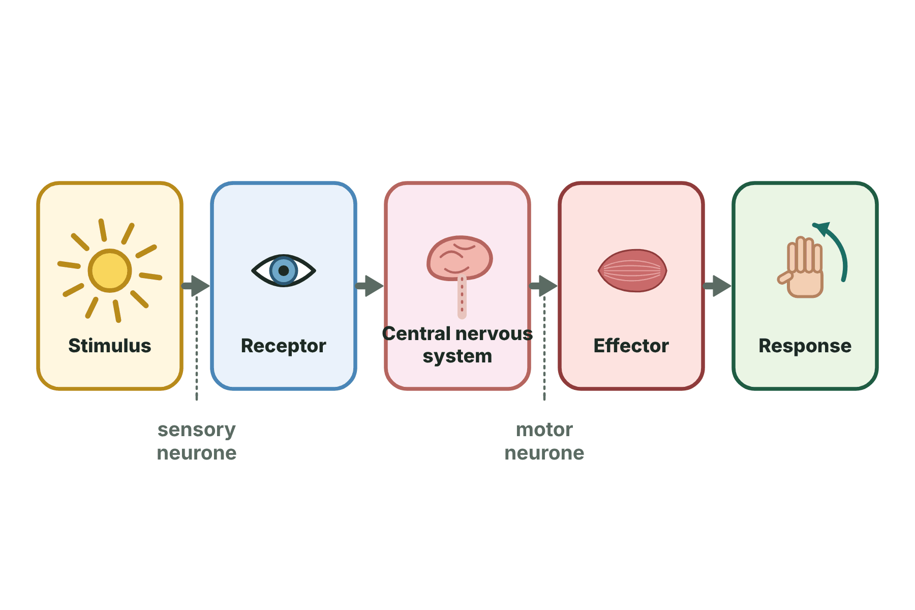 A flow chart from stimulus to receptor to central nervous system to effector to response.