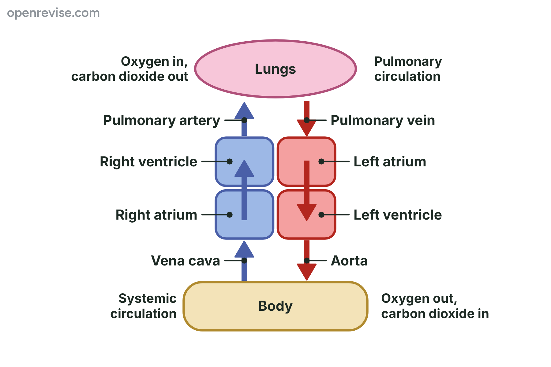 A flow diagram of the double circulation, with blood going from the right side of the heart to the lungs and back to the left side, and from the left side to the body and back to the right side.