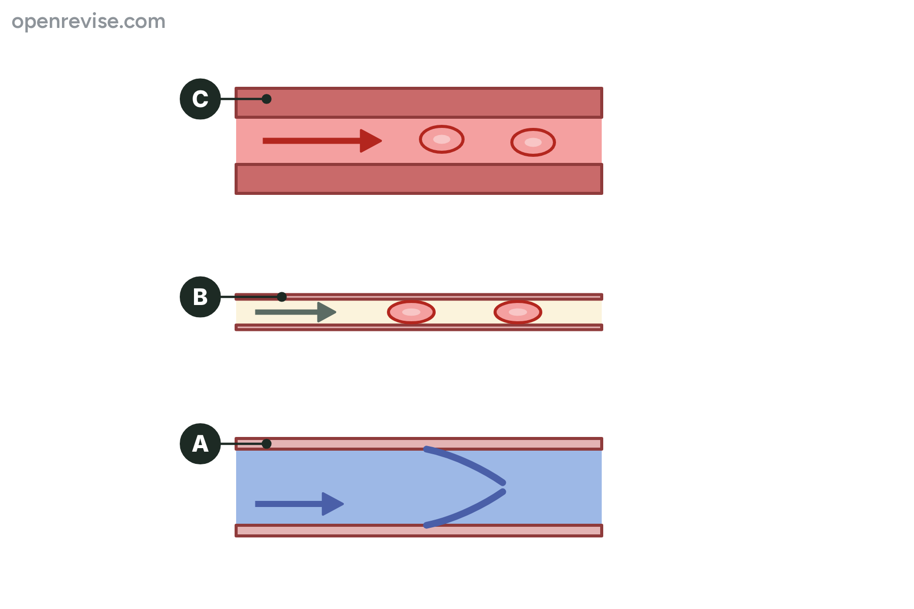 Three blood vessels cut lengthways, marked A, B and C.