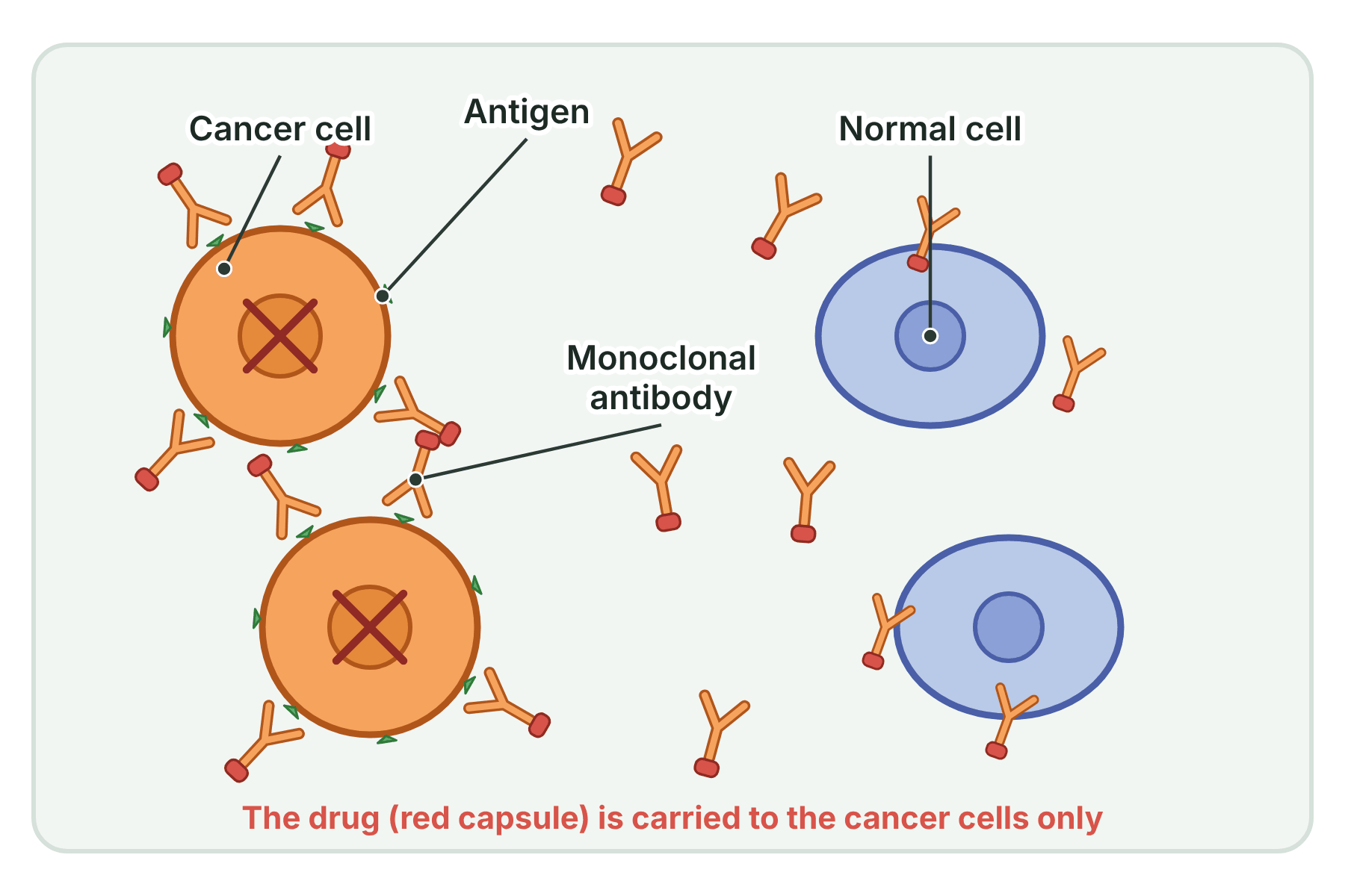 Monoclonal antibodies carrying a drug binding to antigens on cancer cells but not to normal cells.