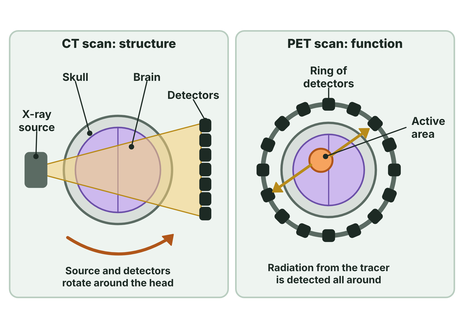 A CT scanner with an X-ray source and detectors rotating around a head, and a PET scanner with a ring of detectors around an active region of the brain.